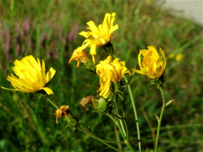 Doldiges Habichtskraut (Hieracium umbellatum) im Schwetzinger Hardt