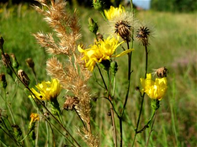 Doldiges Habichtskraut (Hieracium umbellatum) im Schwetzinger Hardt photo