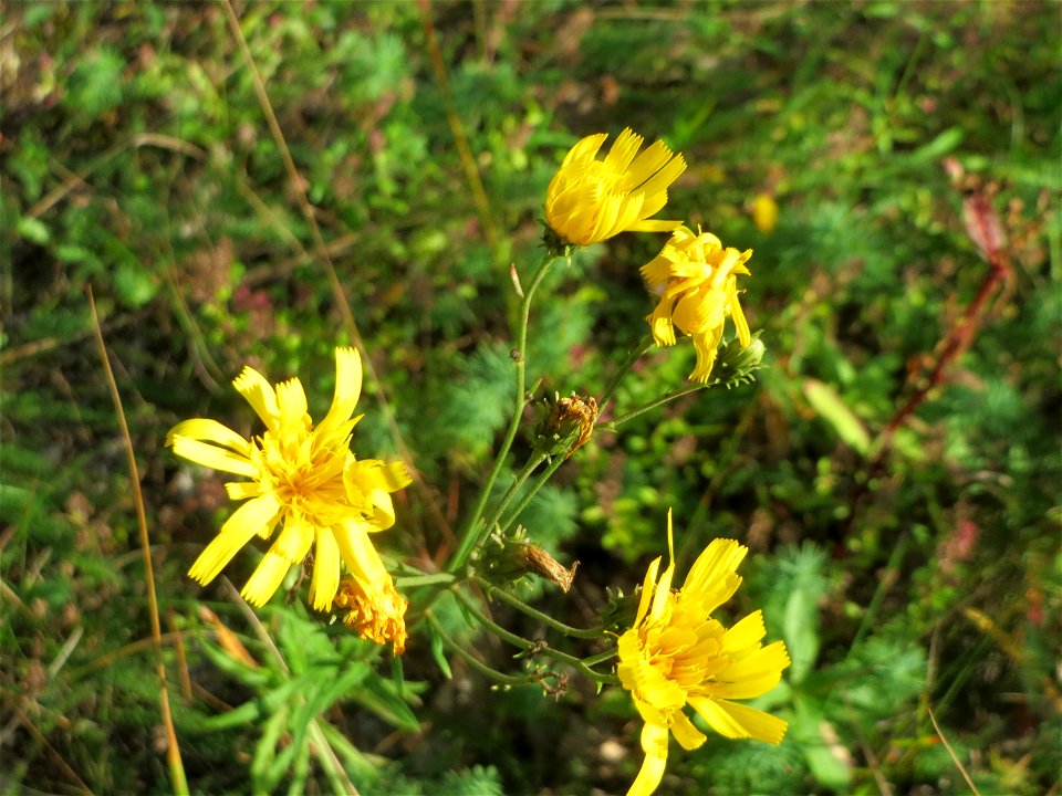 Doldiges Habichtskraut (Hieracium umbellatum) im Schwetzinger Hardt