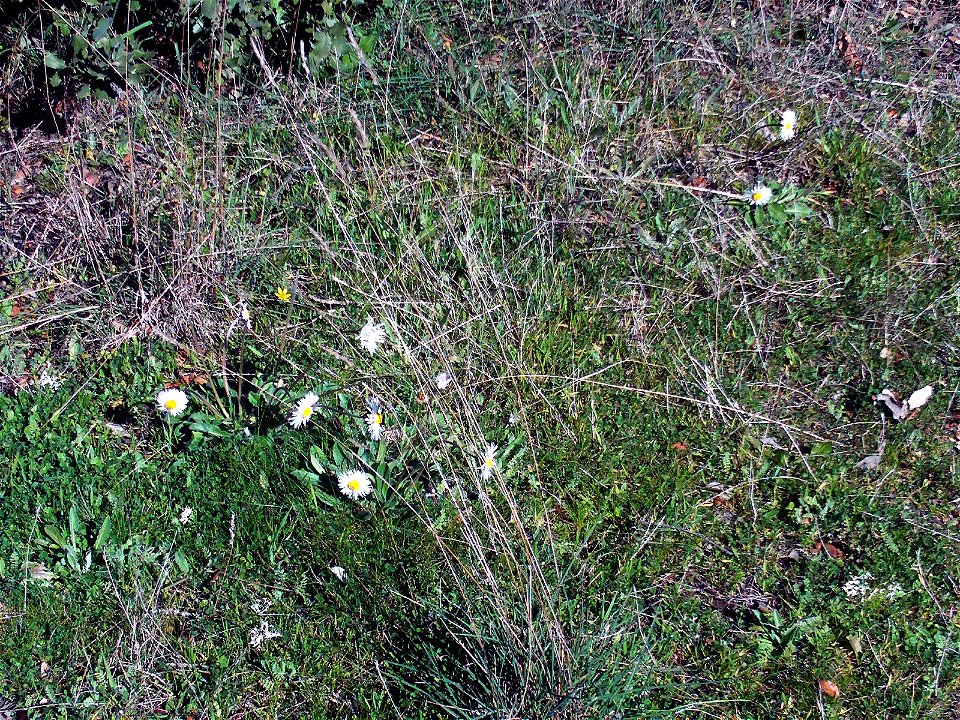 Bellis sylvestris habitus, in Sierra Madrona, Spain
