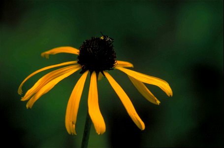 Image title: Arkansas coneflower erchinacea paradoxa
Image from Public domain images website, http://www.public-domain-image.com/full-image/flora-plants-public-domain-images-pictures/flowers-public-do