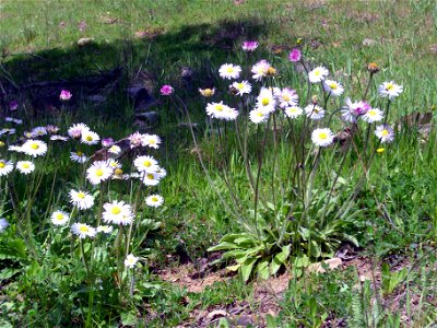 Bellis sylvestris habit, Sierra Madrona, Spain
