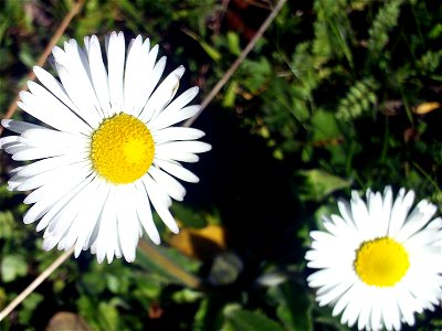 Bellis sylvestris Inflorescence Closeup , in Sierra Madrona, Spain
