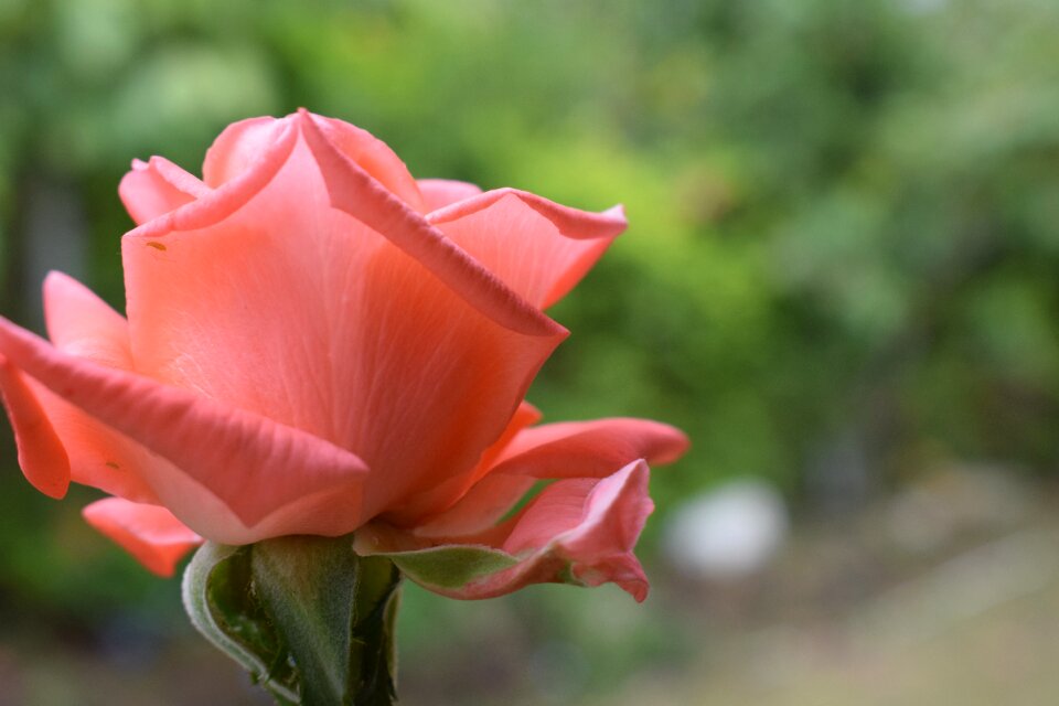 Flowers roses petal