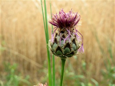 Skabiosen-Flockenblume (Centaurea scabiosa) bei Wiesbaden-Nordenstadt