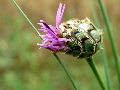 Skabiosen-Flockenblume (Centaurea scabiosa) bei Wiesbaden-Nordenstadt photo