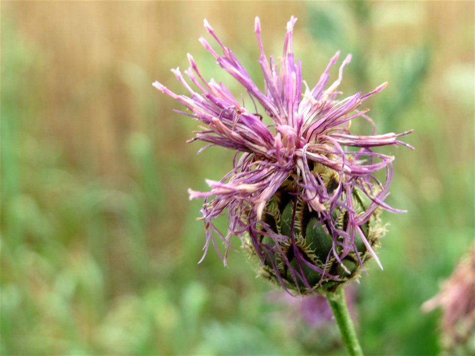Skabiosen-Flockenblume (Centaurea scabiosa) bei Wiesbaden-Nordenstadt