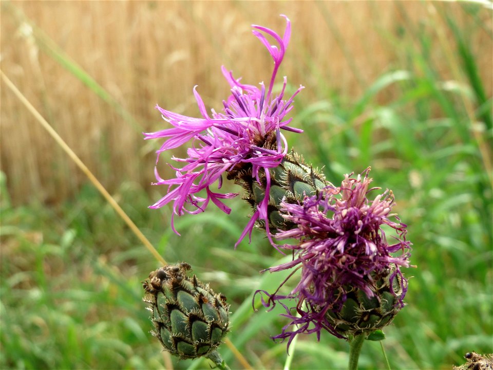 Skabiosen-Flockenblume (Centaurea scabiosa) bei Wiesbaden-Nordenstadt