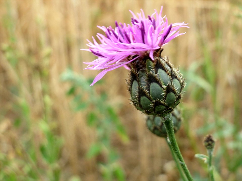 Skabiosen-Flockenblume (Centaurea scabiosa) bei Wiesbaden-Nordenstadt