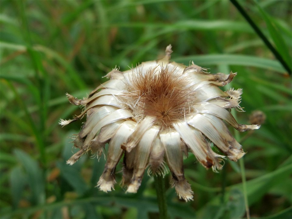 Skabiosen-Flockenblume (Centaurea scabiosa) bei Wiesbaden-Nordenstadt