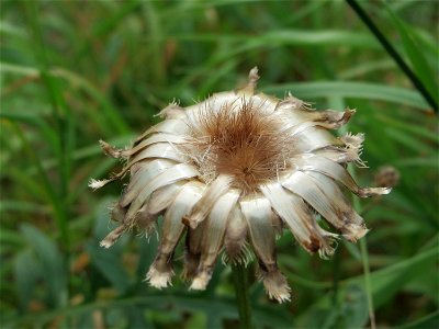 Skabiosen-Flockenblume (Centaurea scabiosa) bei Wiesbaden-Nordenstadt photo