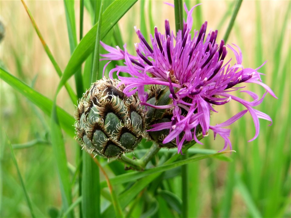Skabiosen-Flockenblume (Centaurea scabiosa) bei Wiesbaden-Nordenstadt