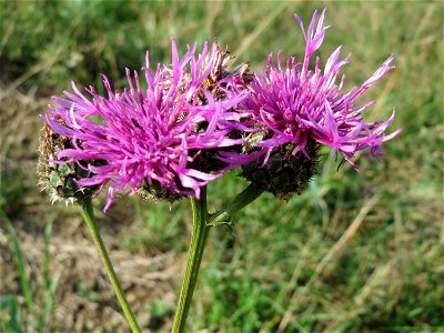 Skabiosen-Flockenblume (Centaurea scabiosa) am Schalkenmehrener Maar