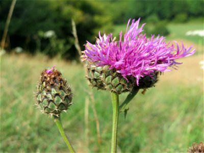 Skabiosen-Flockenblume (Centaurea scabiosa) am Schalkenmehrener Maar