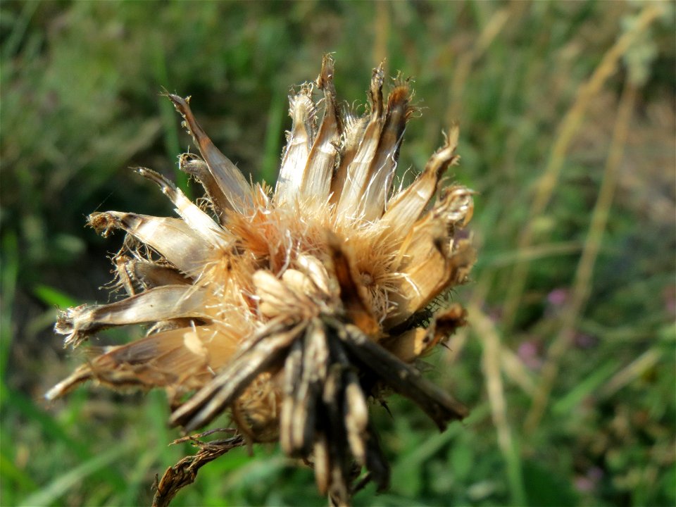 Skabiosen-Flockenblume (Centaurea scabiosa) am Schalkenmehrener Maar
