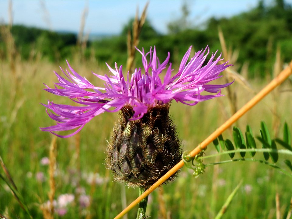Skabiosen-Flockenblume (Centaurea scabiosa) bei Nußloch