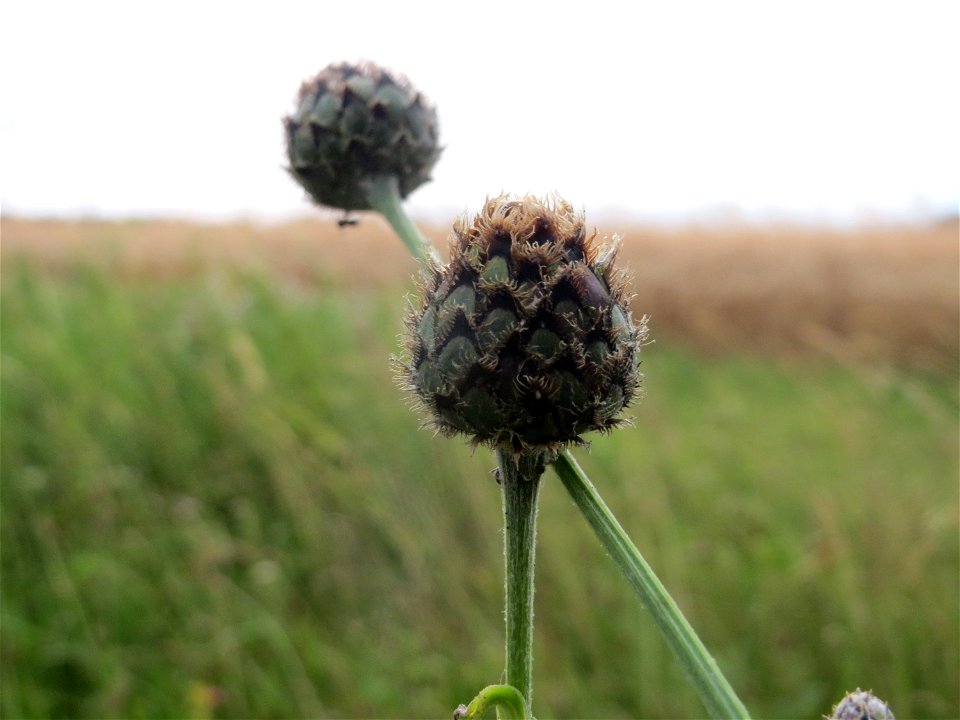 Skabiosen-Flockenblume (Centaurea scabiosa) an der Elisabethenstraße bei Wiesbaden
