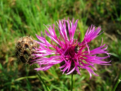 Skabiosen-Flockenblume (Centaurea scabiosa) am Schalkenmehrener Maar