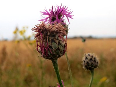 Skabiosen-Flockenblume (Centaurea scabiosa) an der Elisabethenstraße bei Wiesbaden