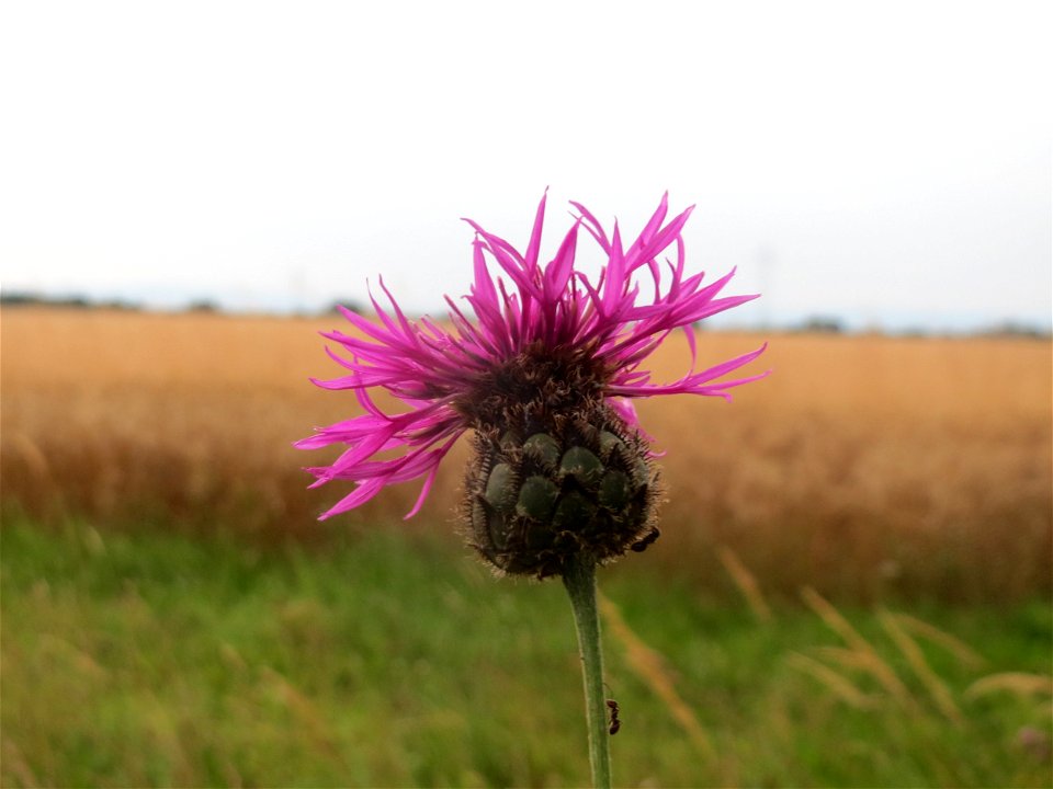 Skabiosen-Flockenblume (Centaurea scabiosa) an der Elisabethenstraße bei Wiesbaden