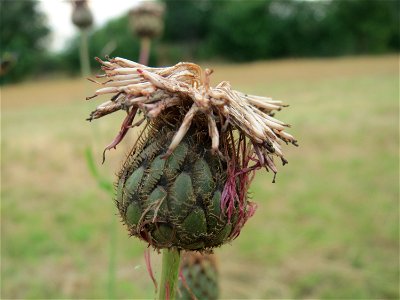 Skabiosen-Flockenblume (Centaurea scabiosa) an der Elisabethenstraße bei Wiesbaden