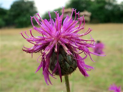 Skabiosen-Flockenblume (Centaurea scabiosa) an der Elisabethenstraße bei Wiesbaden photo