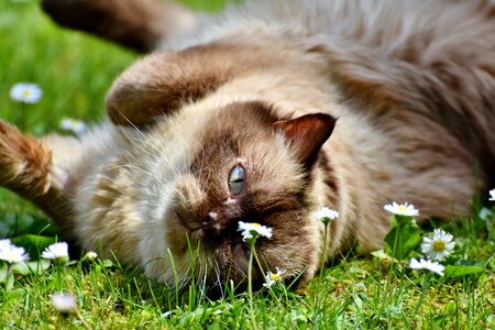 Mieze british shorthair cat thoroughbred