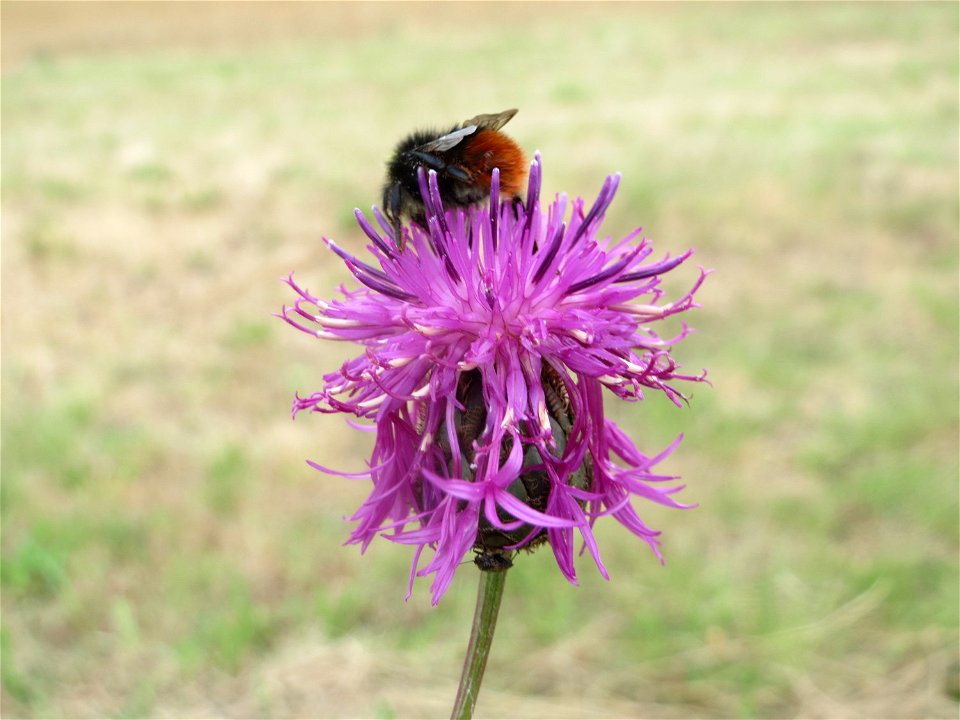 Skabiosen-Flockenblume (Centaurea scabiosa) an der Elisabethenstraße bei Wiesbaden