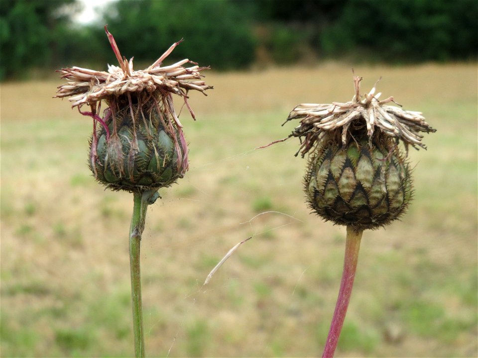 Skabiosen-Flockenblume (Centaurea scabiosa) an der Elisabethenstraße bei Wiesbaden