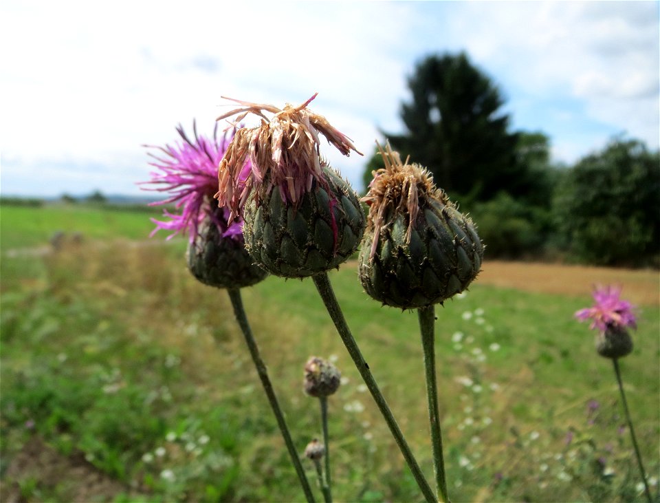 Skabiosen-Flockenblume (Centaurea scabiosa) beim Fähncheskreuz an der Elisabethenstraße bei Mainz-Kostheim