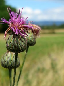 Skabiosen-Flockenblume (Centaurea scabiosa) beim Fähncheskreuz an der Elisabethenstraße bei Mainz-Kostheim photo