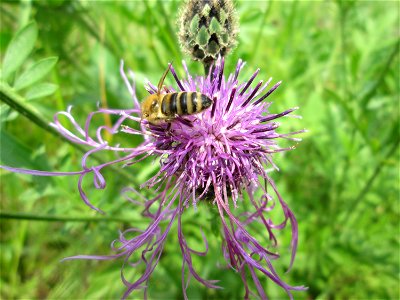 Skabiosen-Flockenblume (Centaurea scabiosa) bei Altlußheim im Landschaftsschutzgebiet „Hockenheimer Rheinbogen“