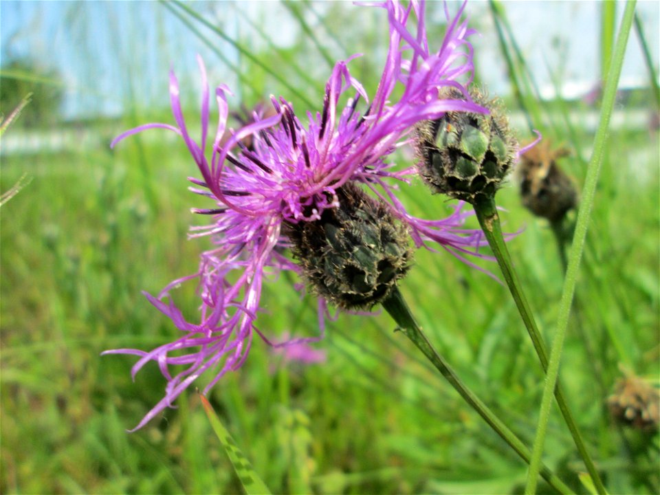 Skabiosen-Flockenblume (Centaurea scabiosa) bei Altlußheim im Landschaftsschutzgebiet „Hockenheimer Rheinbogen“