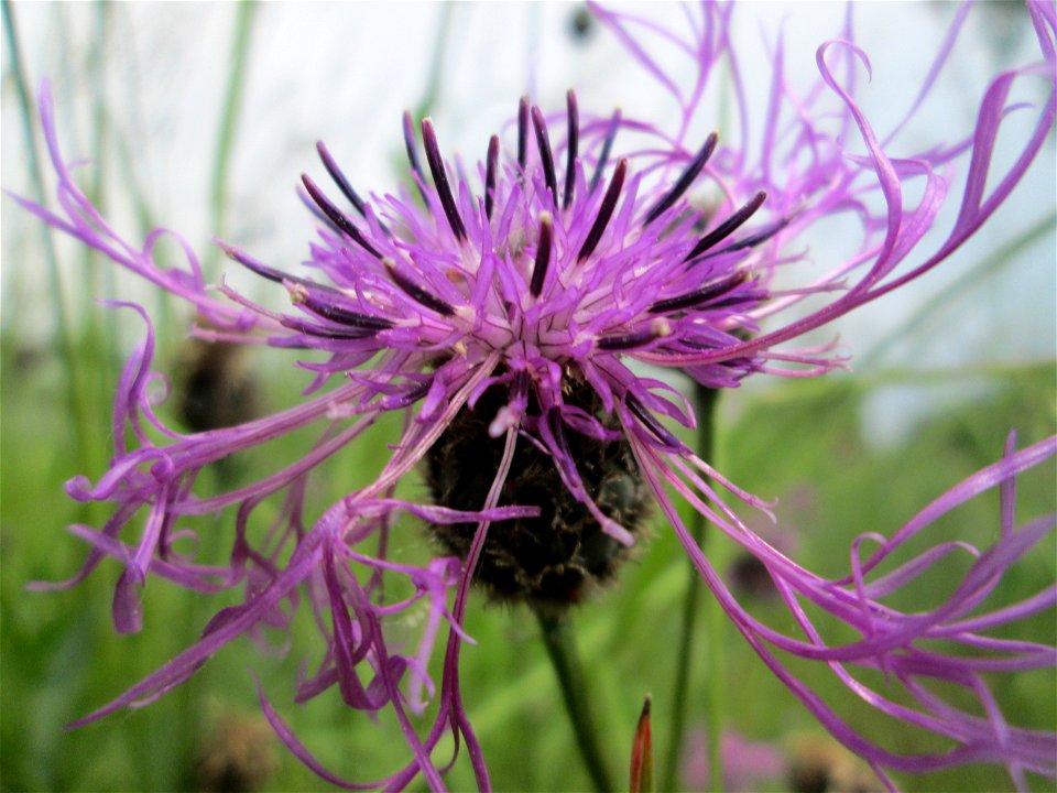 Skabiosen-Flockenblume (Centaurea scabiosa) bei Altlußheim im Landschaftsschutzgebiet „Hockenheimer Rheinbogen“
