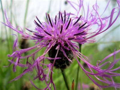 Skabiosen-Flockenblume (Centaurea scabiosa) bei Altlußheim im Landschaftsschutzgebiet „Hockenheimer Rheinbogen“