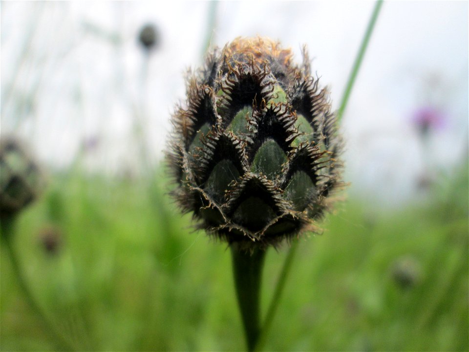 Skabiosen-Flockenblume (Centaurea scabiosa) bei Altlußheim im Landschaftsschutzgebiet „Hockenheimer Rheinbogen“