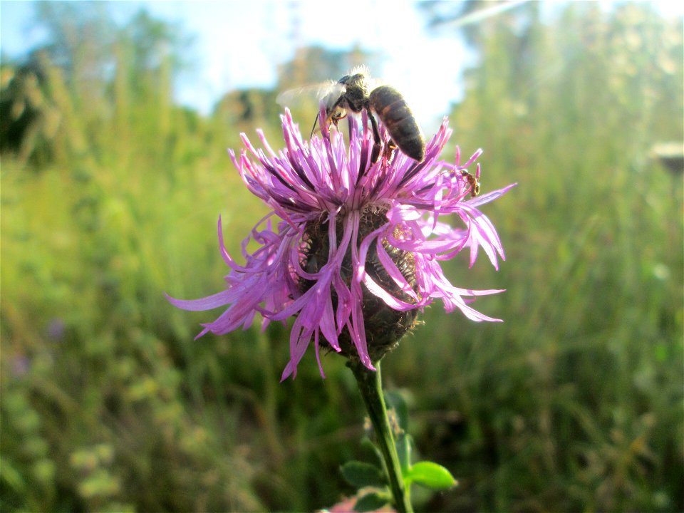 Skabiosen-Flockenblume (Centaurea scabiosa) im Bürgerpark Saarbrücken