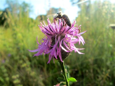 Skabiosen-Flockenblume (Centaurea scabiosa) im Bürgerpark Saarbrücken