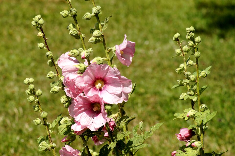 Bloom hollyhock garden