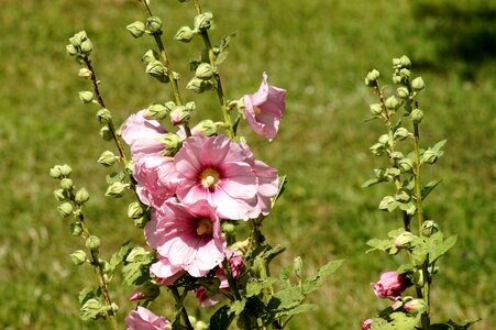 Bloom hollyhock garden photo