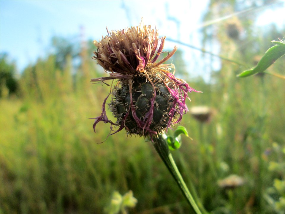 Skabiosen-Flockenblume (Centaurea scabiosa) im Bürgerpark Saarbrücken
