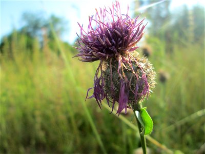 Skabiosen-Flockenblume (Centaurea scabiosa) im Bürgerpark Saarbrücken