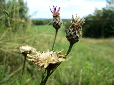 Skabiosen-Flockenblume (Centaurea scabiosa) im Naturschutzgebiet Falkenlay bei Kennfus