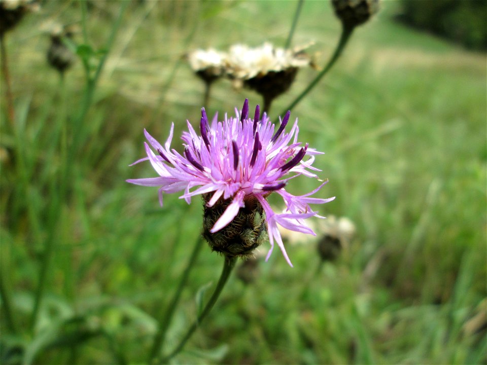 Skabiosen-Flockenblume (Centaurea scabiosa) im Naturschutzgebiet Falkenlay bei Kennfus
