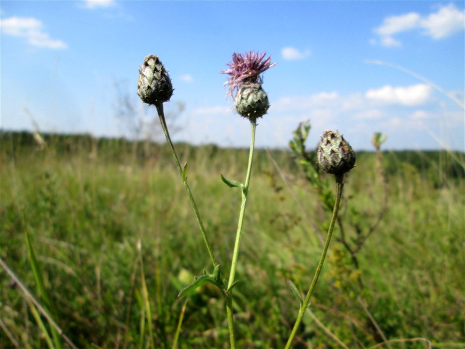 Skabiosen-Flockenblume (Centaurea scabiosa) im Naturschutzgebiet Birzberg