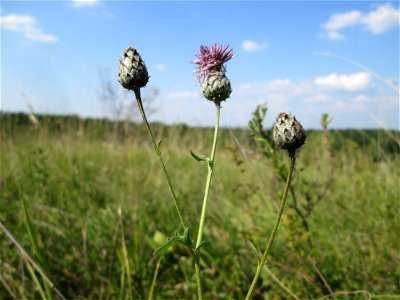 Skabiosen-Flockenblume (Centaurea scabiosa) im Naturschutzgebiet Birzberg