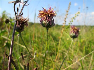 Skabiosen-Flockenblume (Centaurea scabiosa) im Naturschutzgebiet Birzberg