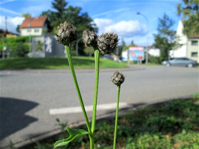 Skabiosen-Flockenblume (Centaurea scabiosa) an einem Verkehrskreisel mit Naturbegrünung in Güdingen-Unner photo