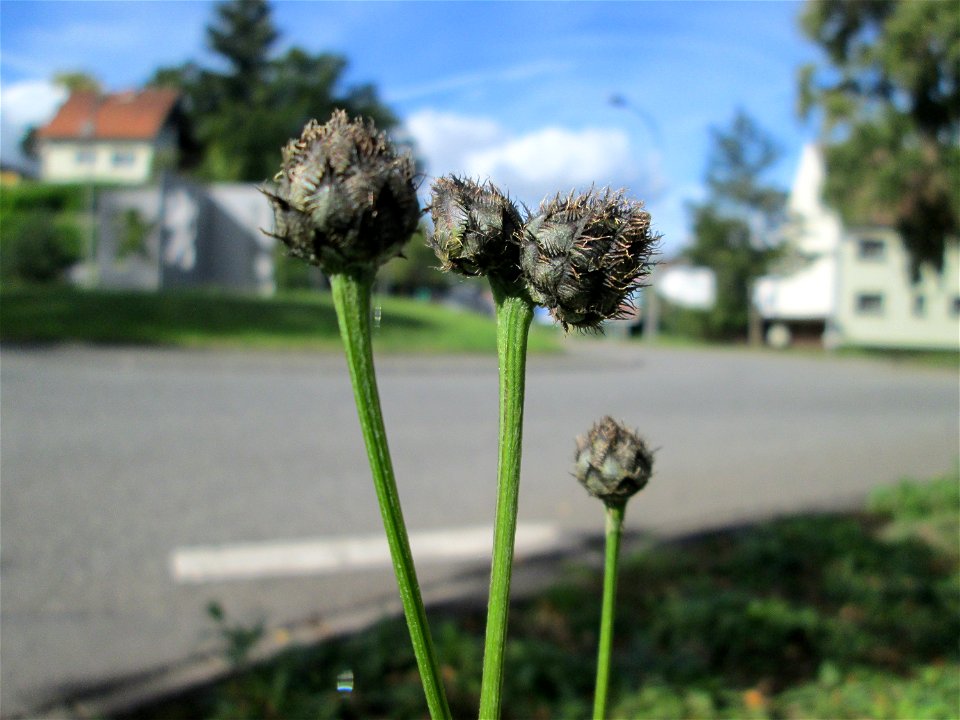 Skabiosen-Flockenblume (Centaurea scabiosa) an einem Verkehrskreisel mit Naturbegrünung in Güdingen-Unner