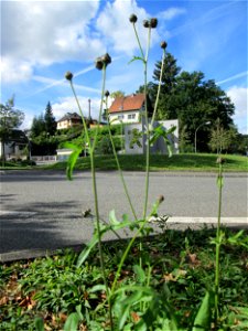 Skabiosen-Flockenblume (Centaurea scabiosa) an einem Verkehrskreisel mit Naturbegrünung in Güdingen-Unner
